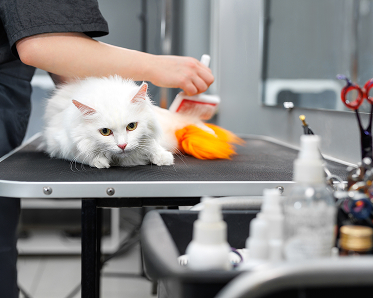pet grooming