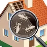 Termite Inpection