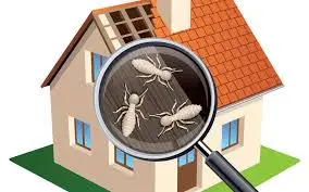 Termite Inpection