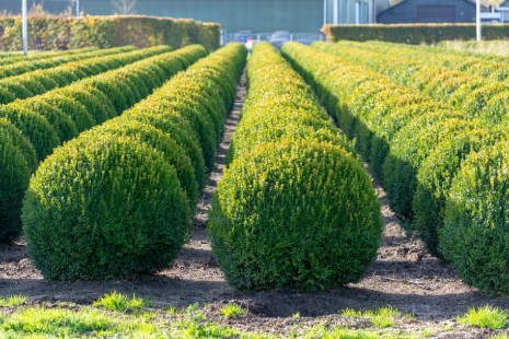 hedge plants