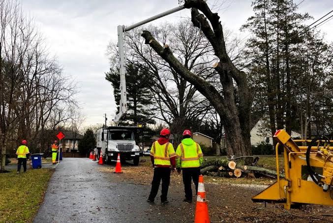 Storm Damage Tree Service