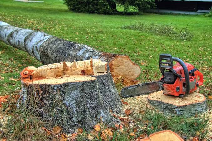 tree felling