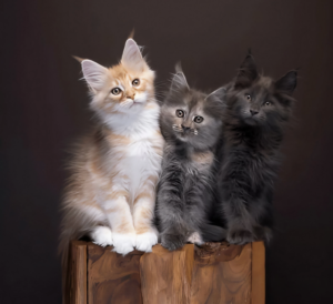 Explore tabby Maine Coon kittens for sale, learn about coat patterns, personality, grooming, health, and tips for choosing a responsible breeder in Oregon.